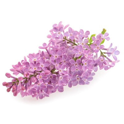 Blue-wisteria.jpg