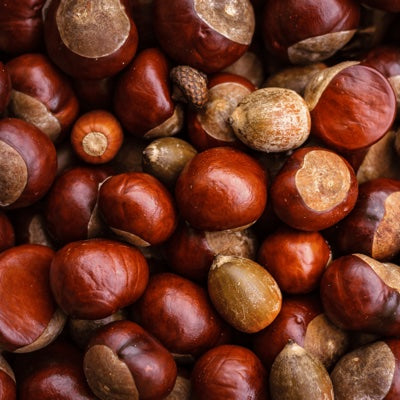 chestnut.jpg