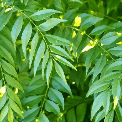 curry-leaf.jpg