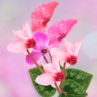 cyclamen.jpg