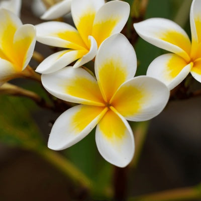 frangipani.jpg