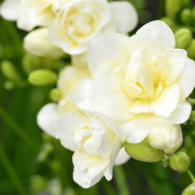 freesia.jpg
