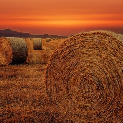 hay.jpg