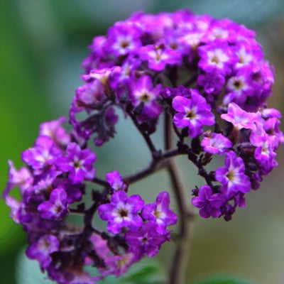 heliotrope.jpg