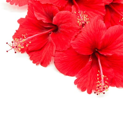 hibiscus.jpg