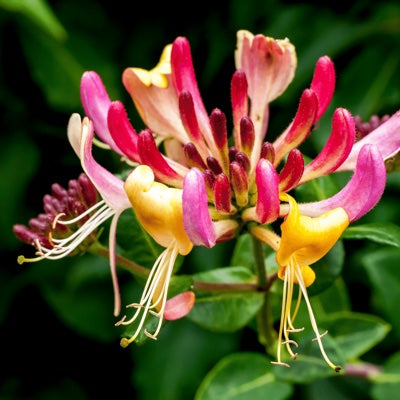 honeysuckle.jpg