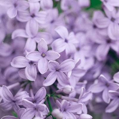 lilac.jpg