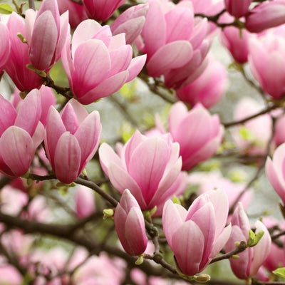 magnolia.jpg