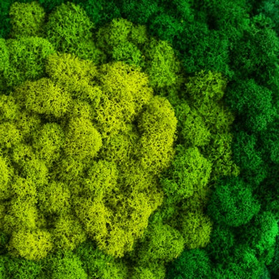 moss.jpg