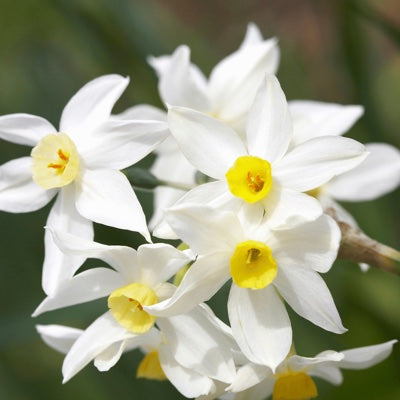 narcissus.jpg