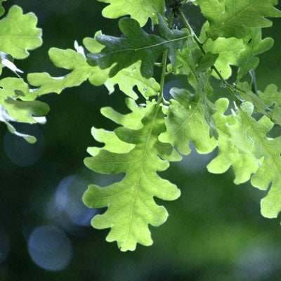 oak.jpg