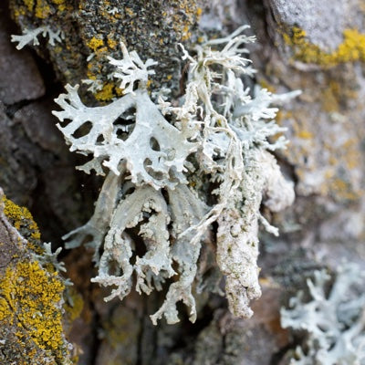 oakmoss.jpg