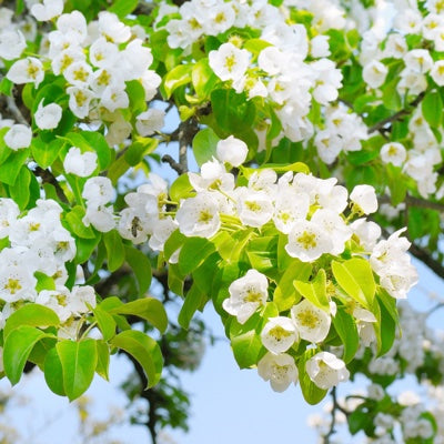 pear-blossom.jpg