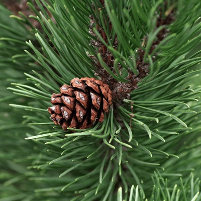 pine.jpg