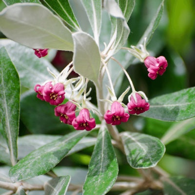 pittosporum.jpg