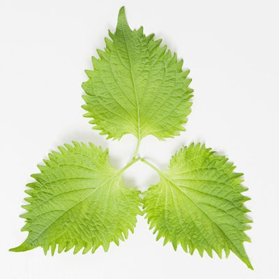 shiso.jpg