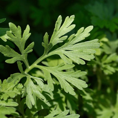 wormwood.jpg
